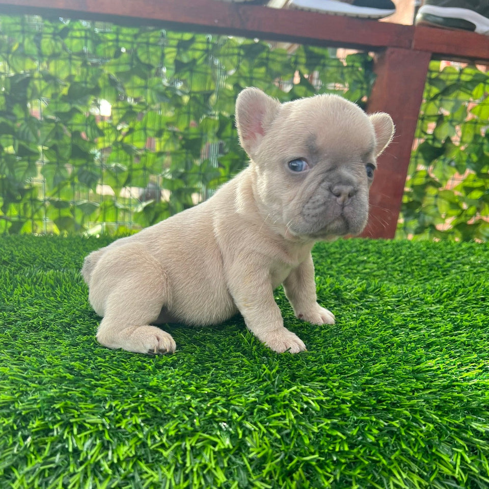 Available Puppies